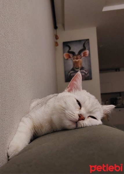 British Shorthair, Kedi  Luna fotoğrafı