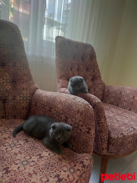 British Shorthair, Kedi  Mia fotoğrafı