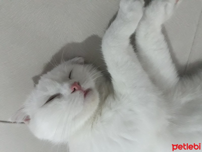 Scottish Fold, Kedi  Bebeğim  fotoğrafı