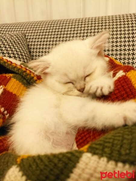 British Shorthair, Kedi  Köpük fotoğrafı