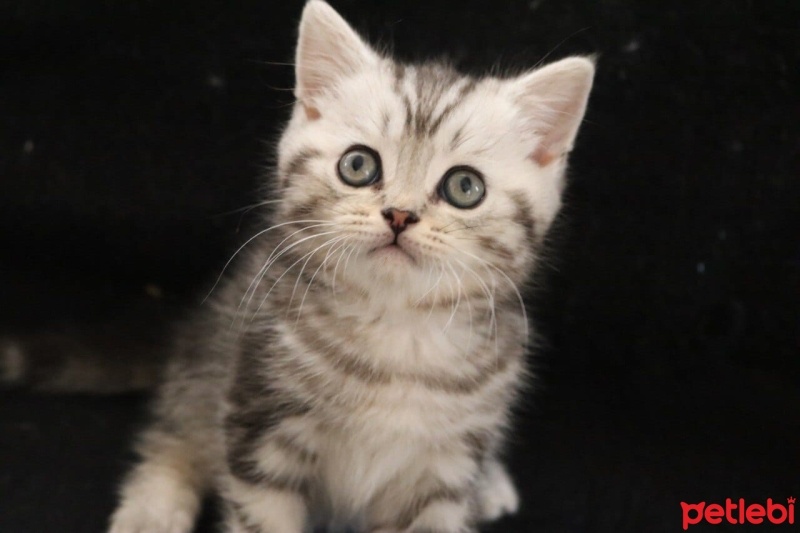 British Shorthair, Kedi  Çakıl fotoğrafı
