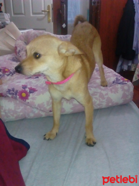 Minyatür Pinscher, Köpek  Texas fotoğrafı