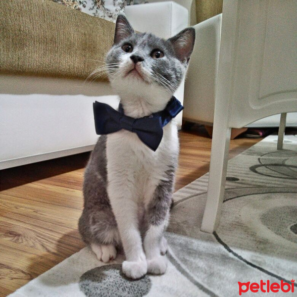 British Shorthair, Kedi  Bulut fotoğrafı