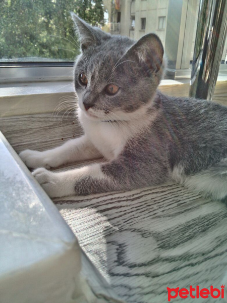 British Shorthair, Kedi  Bulut fotoğrafı