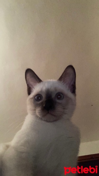 Siyam Kedisi, Kedi  Chanel fotoğrafı