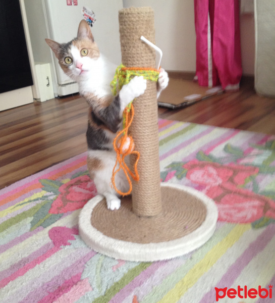 Tekir Kedi, Kedi  Tozlu fotoğrafı