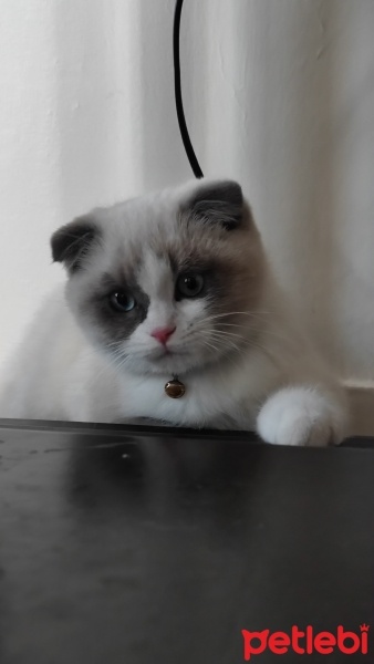 Scottish Fold, Kedi  Leon fotoğrafı