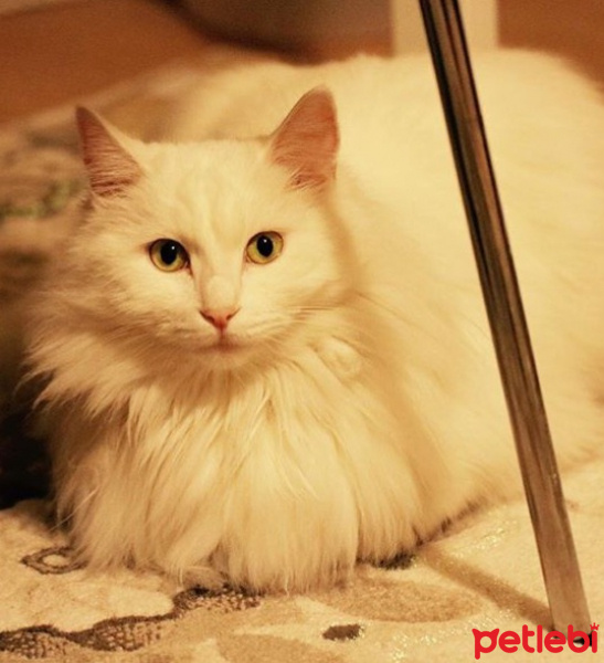 Ankara Kedisi, Kedi  Bihter fotoğrafı