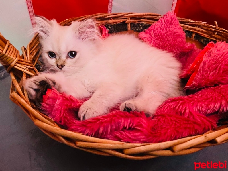 British Longhair, Kedi  Pamuk fotoğrafı