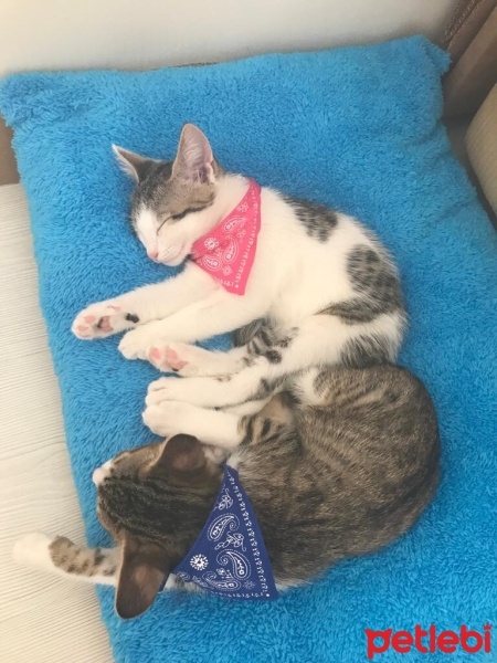 Tekir Kedi, Kedi  LOLA fotoğrafı