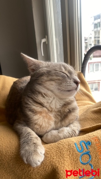 Tekir Kedi, Kedi  Şurup fotoğrafı