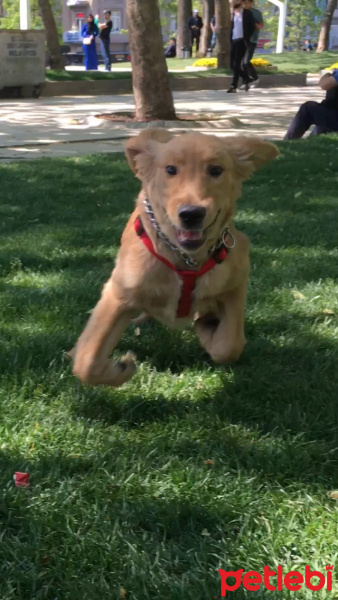 Golden Retriever, Köpek  Kizim fotoğrafı