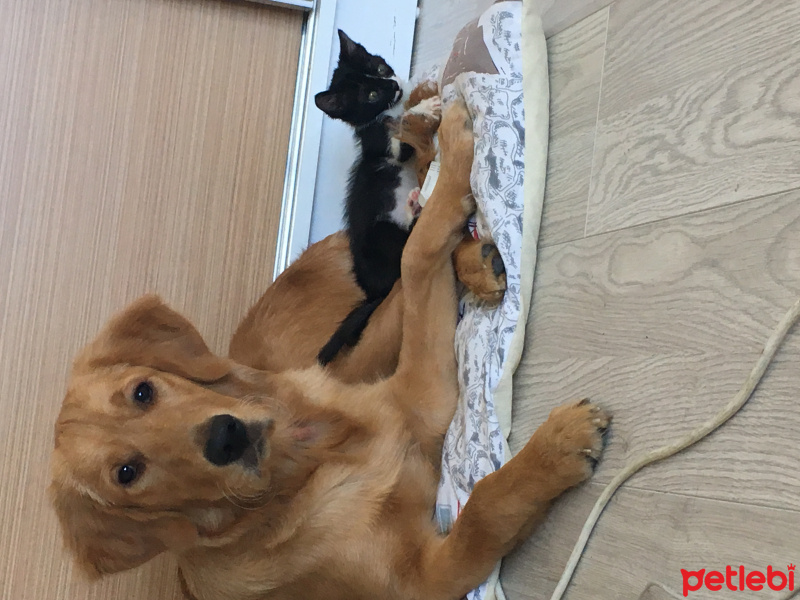 Golden Retriever, Köpek  Kizim fotoğrafı