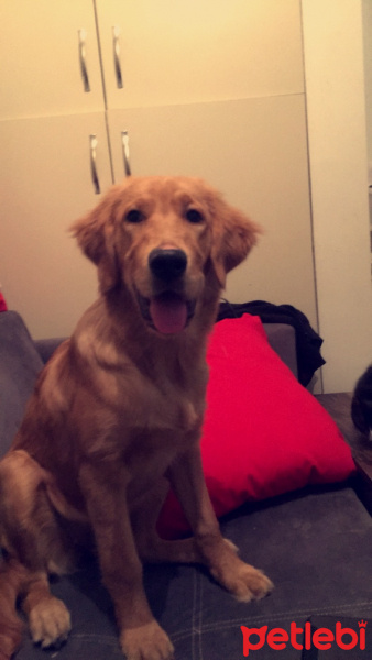 Golden Retriever, Köpek  Kizim fotoğrafı