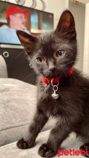 Bombay, Kedi  Sufi fotoğrafı