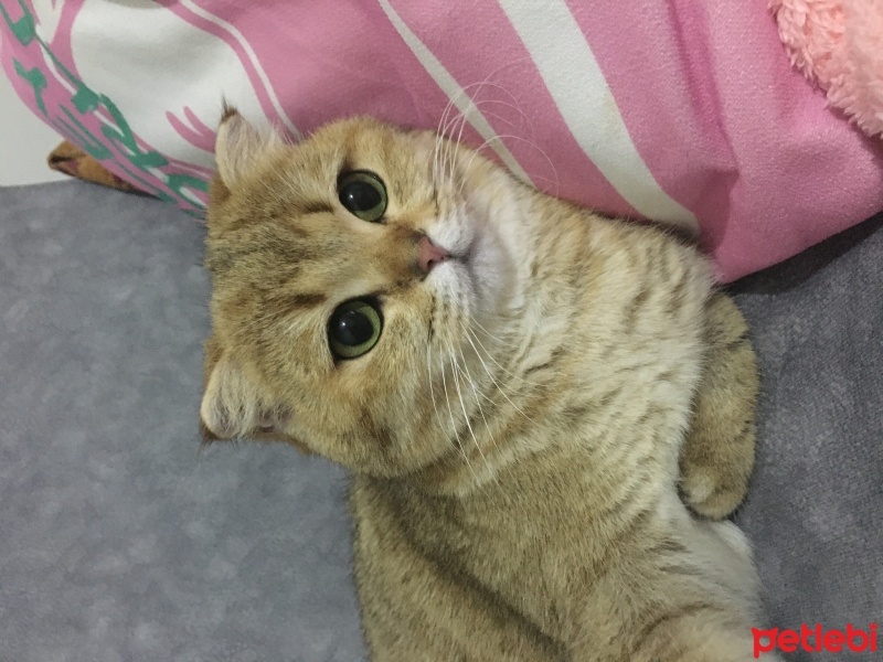 Scottish Fold, Kedi  Balım fotoğrafı