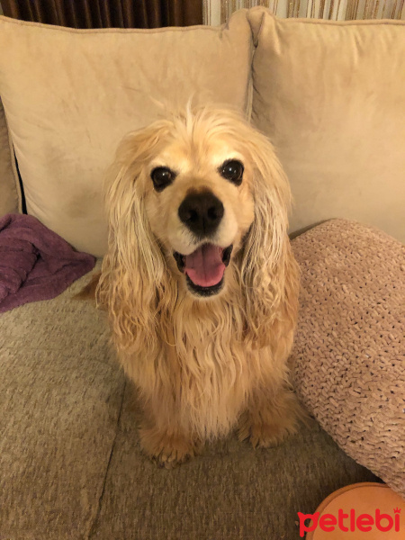 Amerikan Cocker Spaniel, Köpek  Dino fotoğrafı