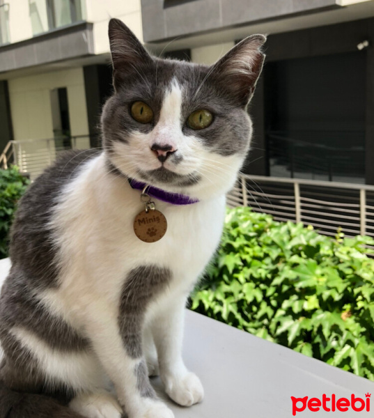 Tuxedo (Smokin) Kedi, Kedi  Miniş fotoğrafı