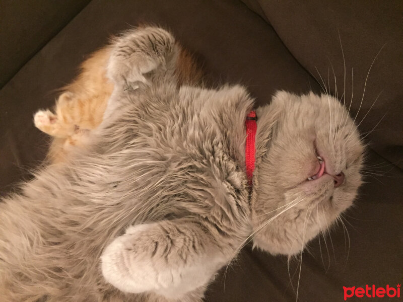 Scottish Fold, Kedi  Winnie fotoğrafı