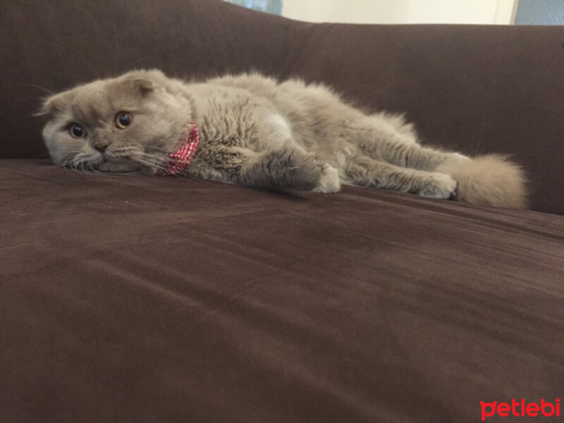 Scottish Fold, Kedi  Winnie fotoğrafı