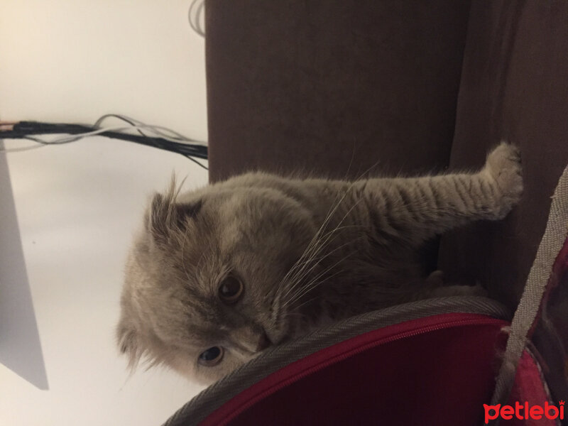 Scottish Fold, Kedi  Winnie fotoğrafı