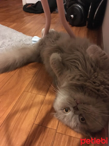 Scottish Fold, Kedi  Winnie fotoğrafı