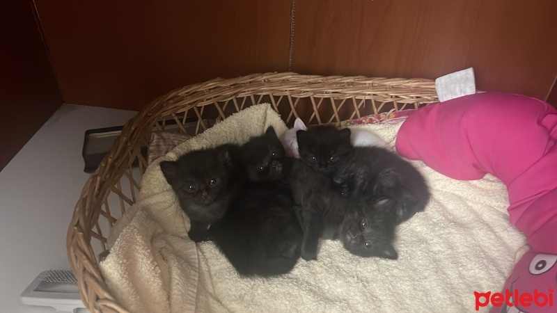 Ankara Kedisi, Kedi  zilli ve yavruları fotoğrafı
