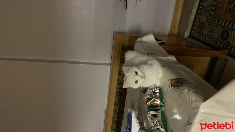 Ankara Kedisi, Kedi  zilli ve yavruları fotoğrafı