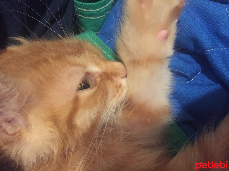 Tekir Kedi, Kedi  Piglet fotoğrafı