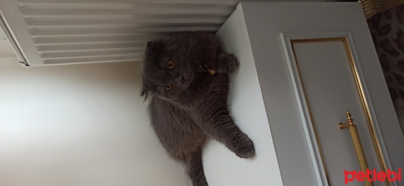 Scottish Fold, Kedi  Şila fotoğrafı
