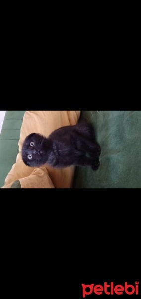Scottish Fold, Kedi  Scottish fotoğrafı