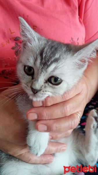 British Shorthair, Kedi  Bulut fotoğrafı