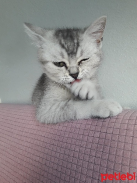 British Shorthair, Kedi  Bulut fotoğrafı