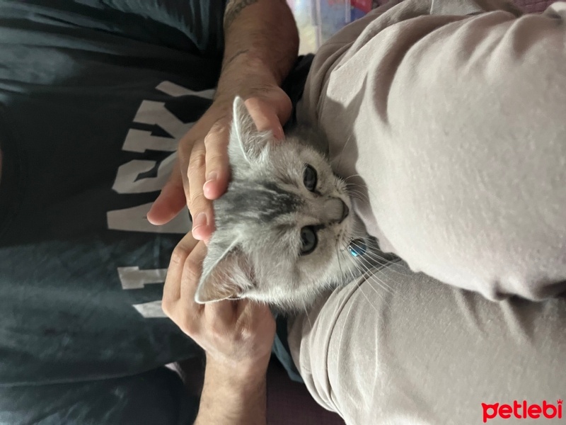 British Shorthair, Kedi  Bulut fotoğrafı
