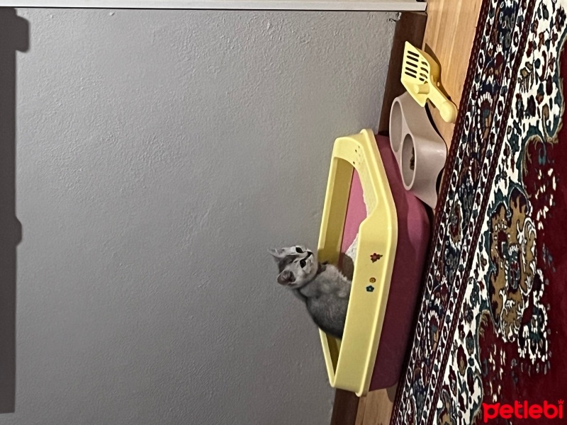British Shorthair, Kedi  Bulut fotoğrafı