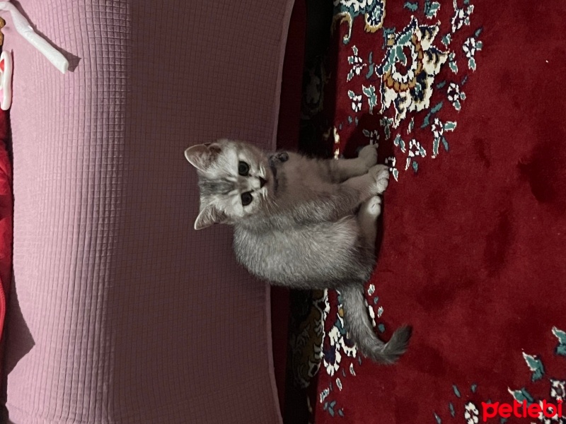 British Shorthair, Kedi  Bulut fotoğrafı