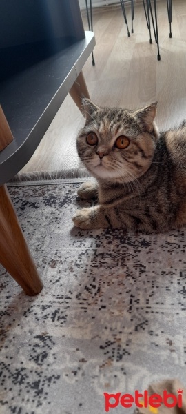 Scottish Fold, Kedi  Mia fotoğrafı