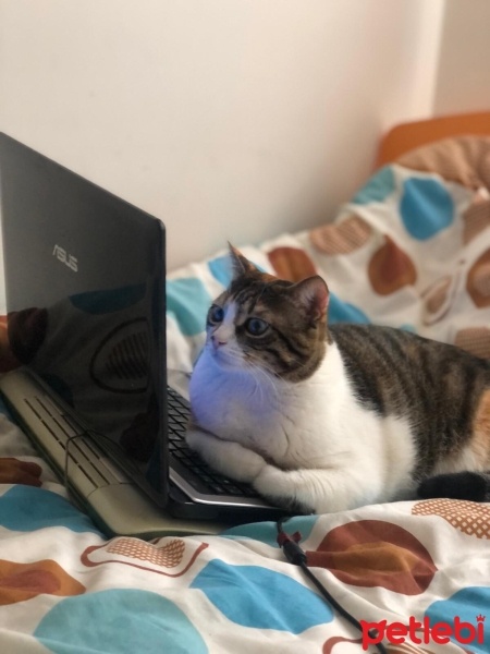 Tekir Kedi, Kedi  Mia fotoğrafı