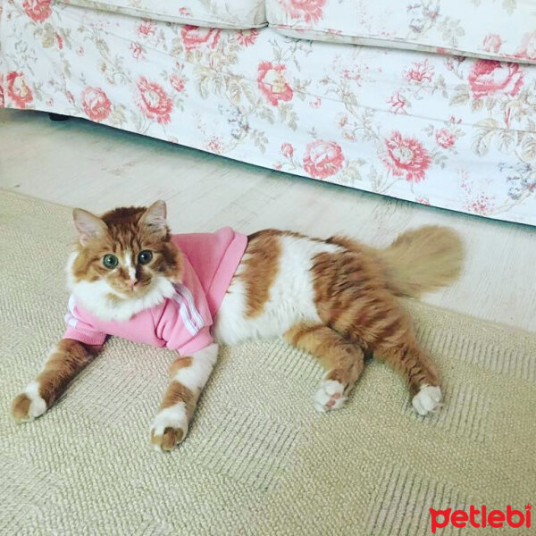 Tekir Kedi, Kedi  BAL fotoğrafı