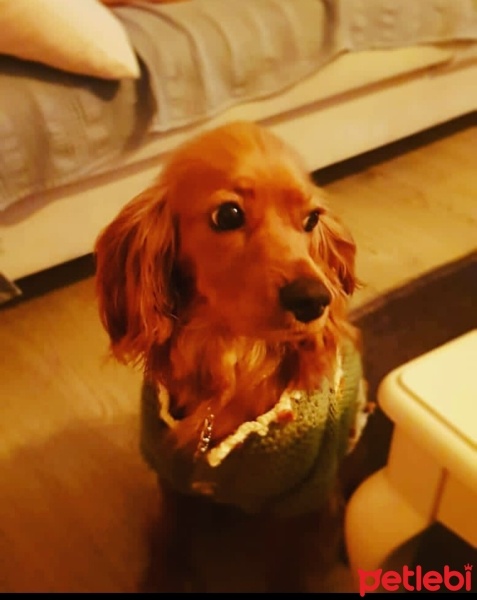 İngiliz Cocker Spaniel, Köpek  Poti fotoğrafı