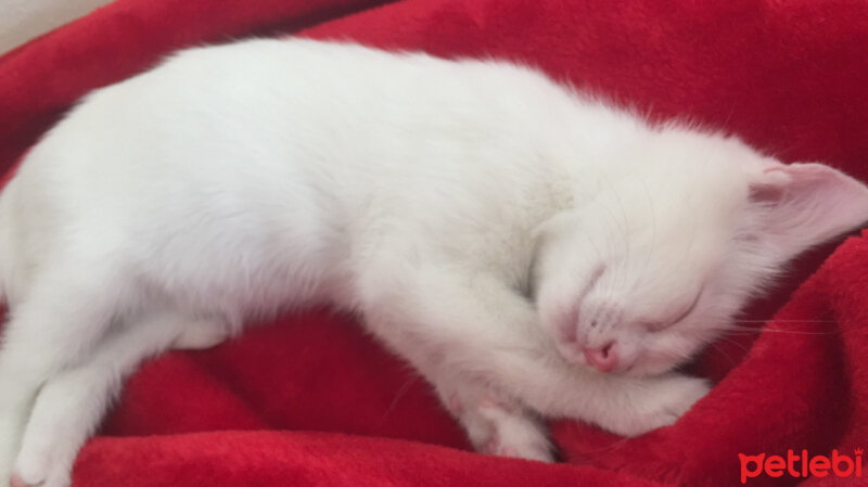 Ankara Kedisi, Kedi  Odinn fotoğrafı