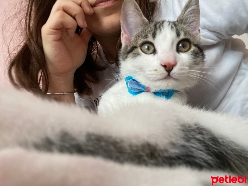 Tekir Kedi, Kedi  Pıtır Mia fotoğrafı