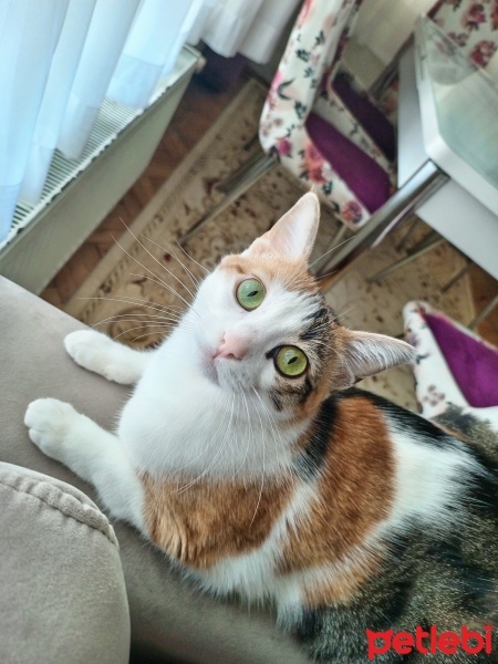 Tekir Kedi, Kedi  Mia fotoğrafı