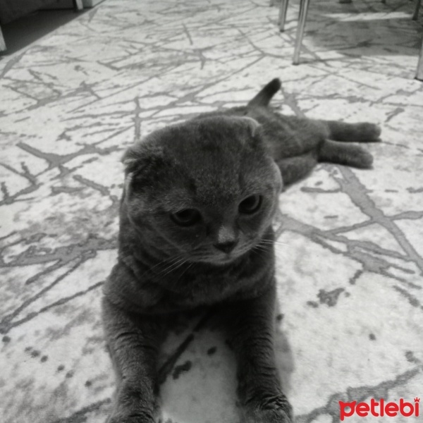 British Shorthair, Kedi  Şanslı fotoğrafı