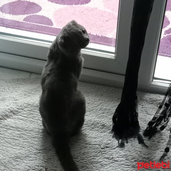 British Shorthair, Kedi  Şanslı fotoğrafı