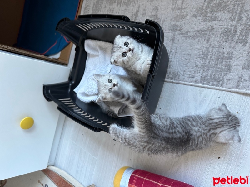 British Shorthair, Kedi  Luna fotoğrafı