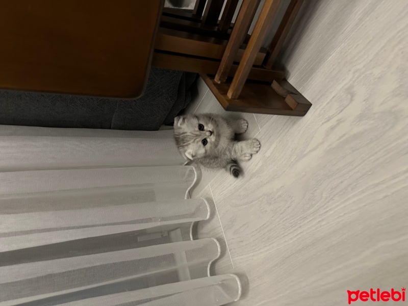 British Shorthair, Kedi  Luna fotoğrafı