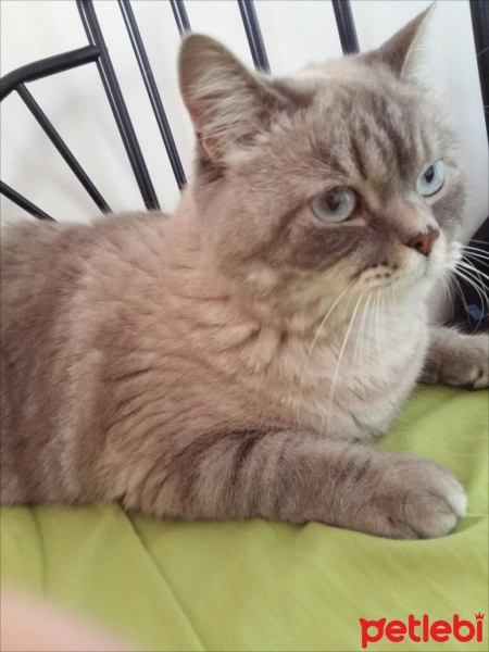 British Shorthair, Kedi  Latte fotoğrafı