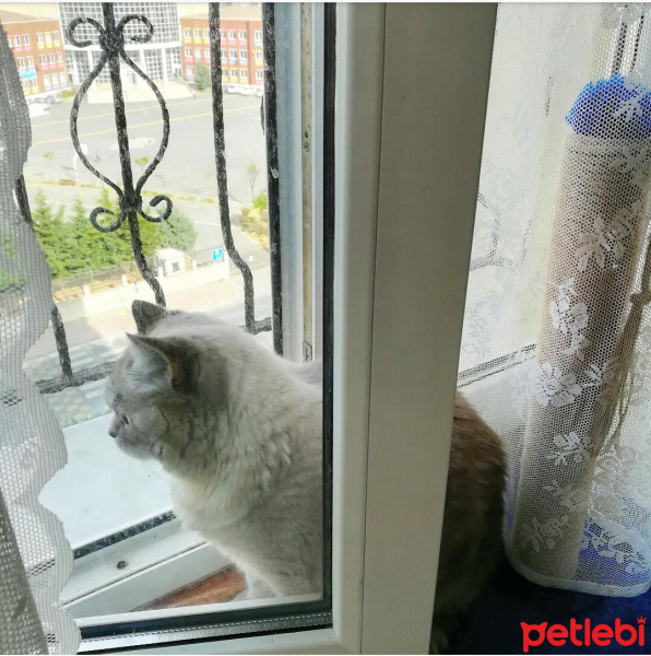 British Shorthair, Kedi  Latte fotoğrafı