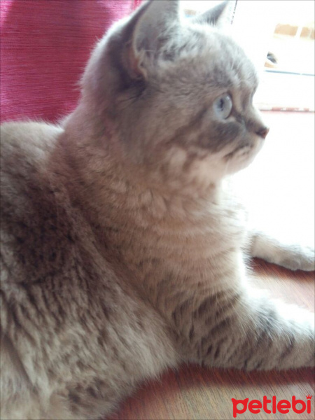 British Shorthair, Kedi  Latte fotoğrafı